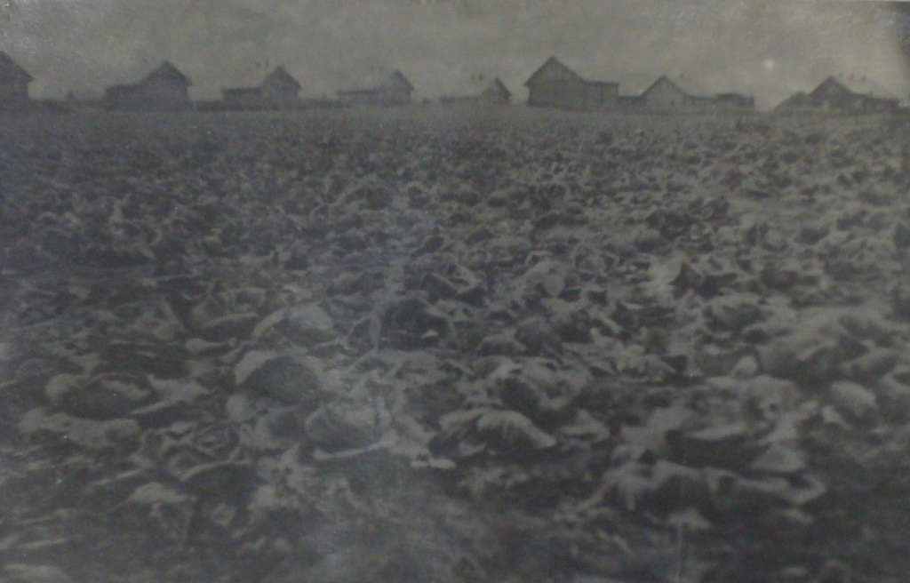 Огород с капустой в одном из лагерных пунктов.