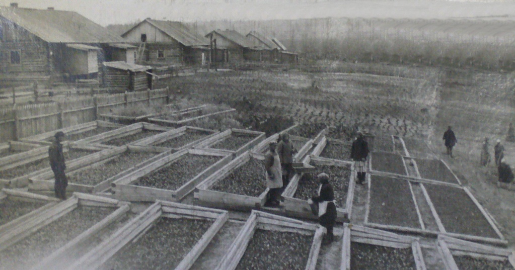 Выращивание рассады в лагерном пункте.